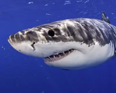 Great white shark photobombs California beachgoers in Marina state beach leap