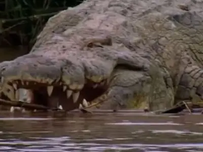 Gustave the 20ft killer crocodile feared to have eaten 300 people