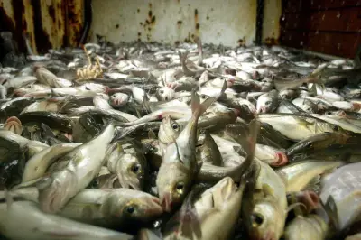 Hake and coley stocks decline, consumers warned
