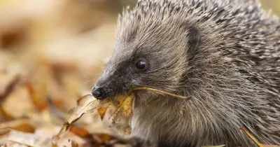 Hedgehogs will keep visiting if you scatter 1 item in your garden in October