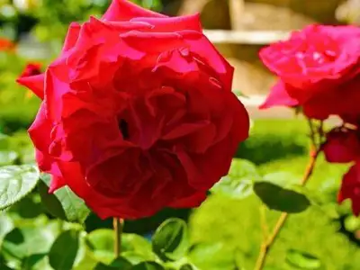 How to Mulch Roses in Late October for a Healthier Bloom Next Year