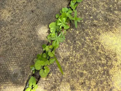 I tested two natural patio weed killers and found a clear winner