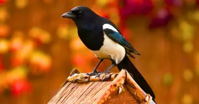 Keep magpies off bird feeders with one simple garden object