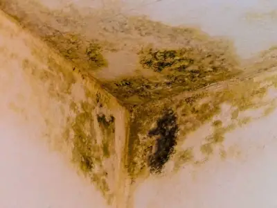 Keep this natural item in bedrooms and bathrooms to stop mould