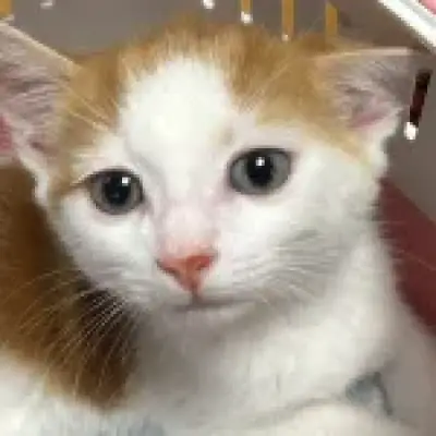 Kitten rescued outside Camden Town Tube station needs new home