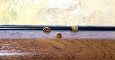 Ladybirds won't infest homes in autumn if 1 natural item is sprayed on windows