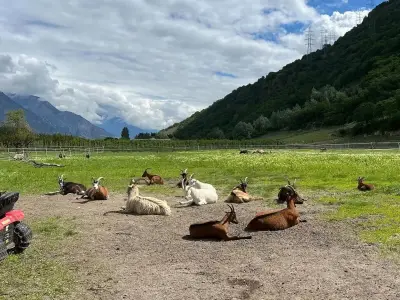 Man at Swiss shelter demanded goat to kill and sex with animal
