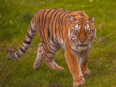 Man 'bowed down' to tiger before fatal attack at Yorkshire Wildlife Park