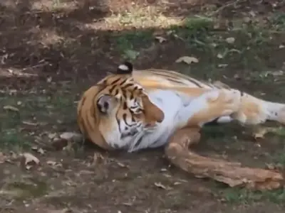 Man mauled by tiger asked couple to photograph him before attack