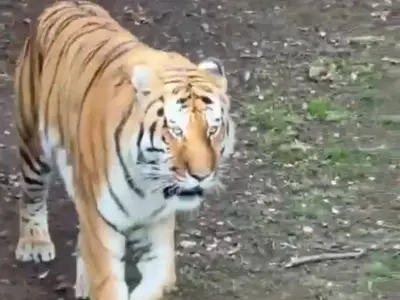Man mauled to death by tiger at UK zoo screamed 'stop' repeatedly
