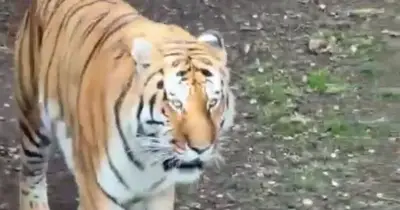 Man mauled to death by tiger shouted 'stop' five times at Yorkshire Wildlife Park
