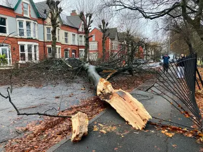 Met Office Warns of Fallen Trees as 80mph Storms Austen and Boelo Hit UK