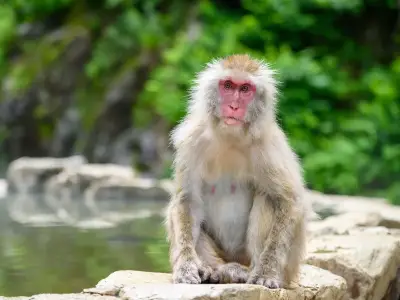 Monkey 'tried to drown cat' in pond before attacking man in Japan