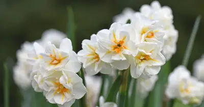 Monty Don's November paperwhite planting tip for Christmas blooms