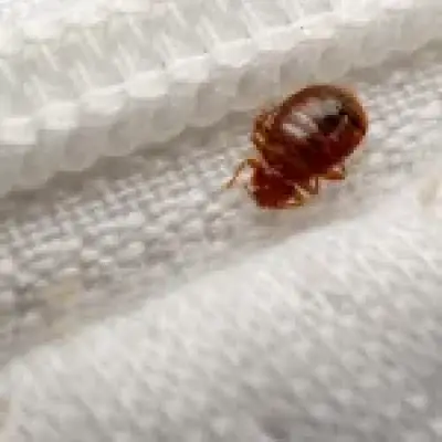 Mutant bed bugs infest UK, Londoners blame Tube