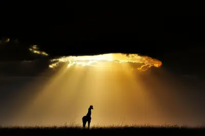 New photo book celebrates giraffes and funds conservation