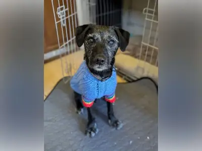 North East dog rescue urges elderly owners to plan for pets' future