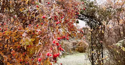 November Garden Jobs to Protect Your Christmas Dinner Essentials