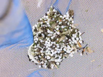 Nurdles from Port of Tyne spill may have reached Denmark
