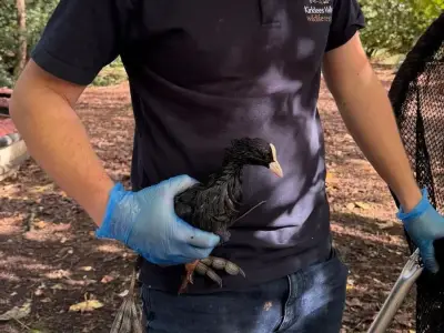 Oil spill on Heaton Park lake kills bird as others rescued