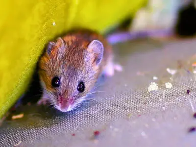 One Cheap Everyday Item That Stops Mice and Rats Entering Homes