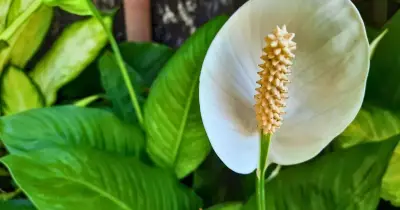 Peace Lily Yellow Leaves: Easy 5-Minute Fix for Healthier Plants