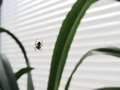 Peppermint Oil Named Best Natural Spider Deterrent by Pest Experts