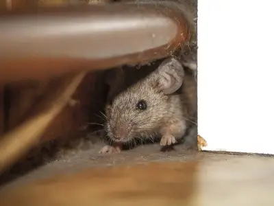 Pest experts agree on £1.08 hack to stop mice entering homes