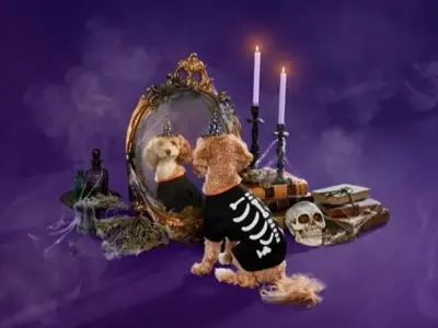 Pets at Home launches Halloween range from £2 with costumes, beds and toys