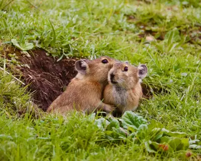 Pikas, zebras and monarchs: readers' best photographs
