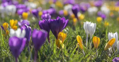 Plant crocuses in lawns this weekend for a magical display