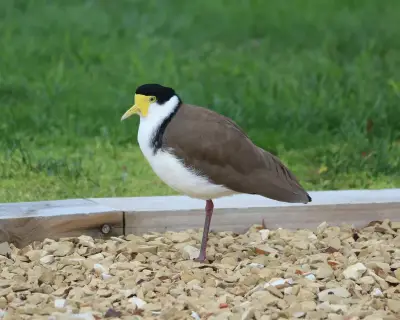 Plover nests on Tasmanian cricket oval, unfazed by play