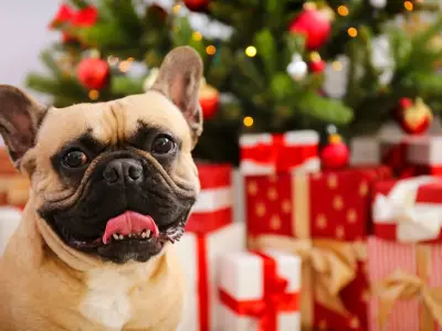 Pooch and Mutt Christmas treats: 15% off festive dog range