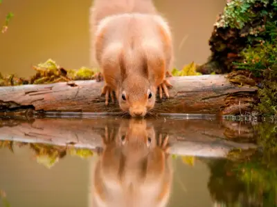 Red Squirrel Recovery Network launches £250k community grants scheme