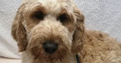 Rescue dog Alice seeks loving home despite fear of humans