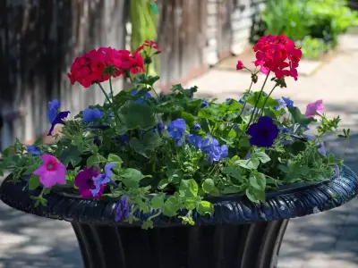 RHS: Five tender plants to bring indoors before November