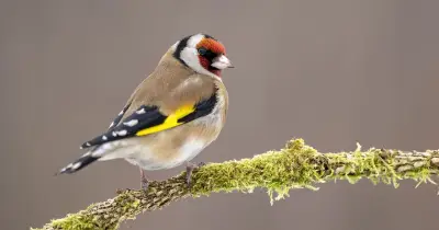 Robins and Goldfinches Will Visit Gardens If Food Is Put Out From November 1