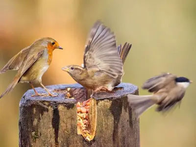 Robins Love Mealworms But One Food Keeps Them in Gardens This October