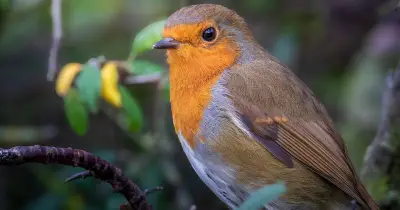 Robins Will Keep Flocking to Gardens in October if Fed 1 Food They 'Love'