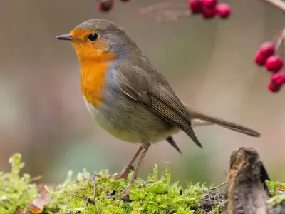 Robins will keep visiting gardens if apples are left out in November