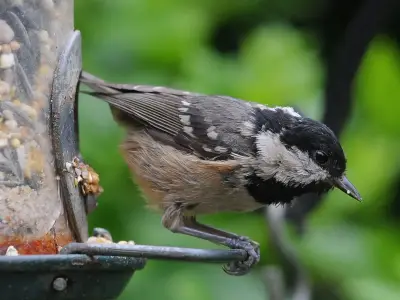RSPB to Update Bird Feeder Guidance in November After Disease Warning