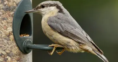 RSPB urges gardeners to resume bird feeding from November