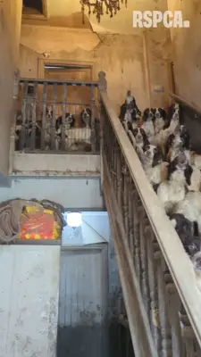 RSPCA footage shows filthy home where 86 animals were found