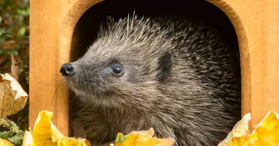 RSPCA urges feeding hedgehogs scrambled eggs this week