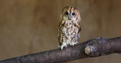 RSPCA urges UK gardeners to take small steps to help wild birds