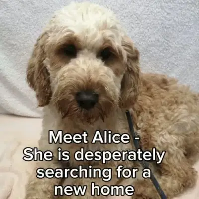 Scared rescue dog Alice waits for patient UK home