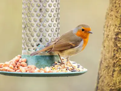 Simple bird feeder change can help robins survive autumn
