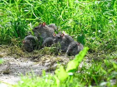 Steel wool scourers: natural way to deter rats from garden and home