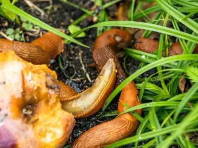 Stop Slugs Destroying Plants with One Natural Autumn Garden Item