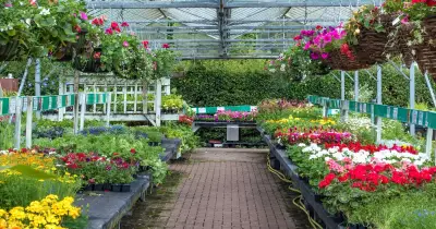 Sturmer Garden Centre closes permanently after 40 years